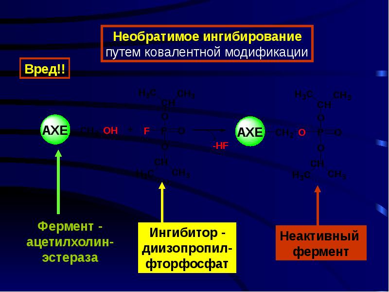 Компартментация ферментов презентация