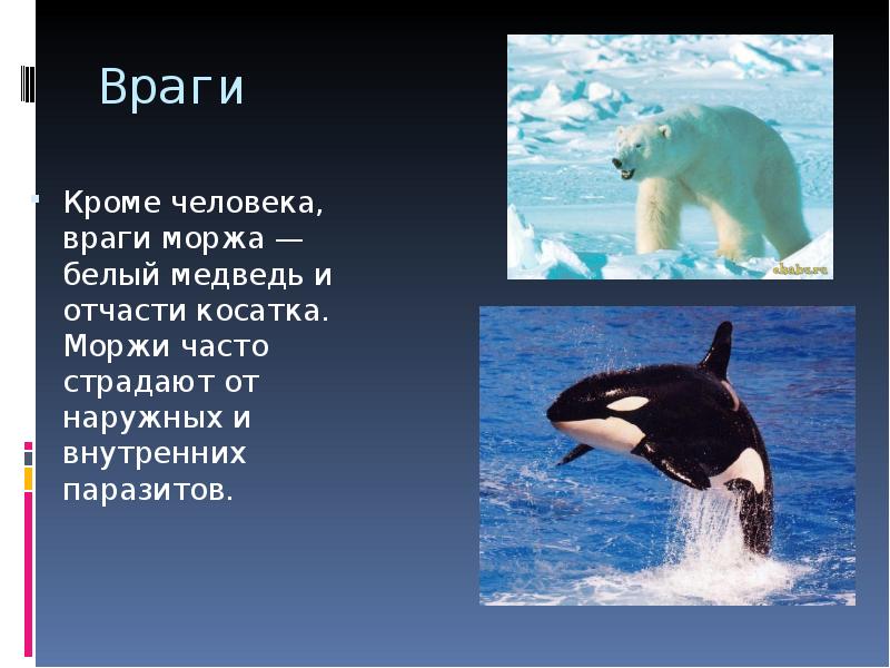 белый медведь как он защищается от врагов. враги белого медведя. враги белого медведя. враг белого медведя человек. белый медведь охотится на нерпу.