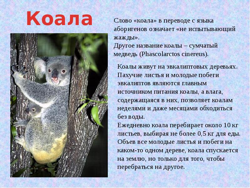 Коала презентация 7 класс