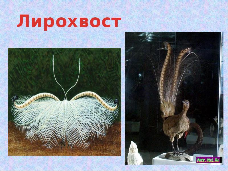 Птица Лирохвост Фото