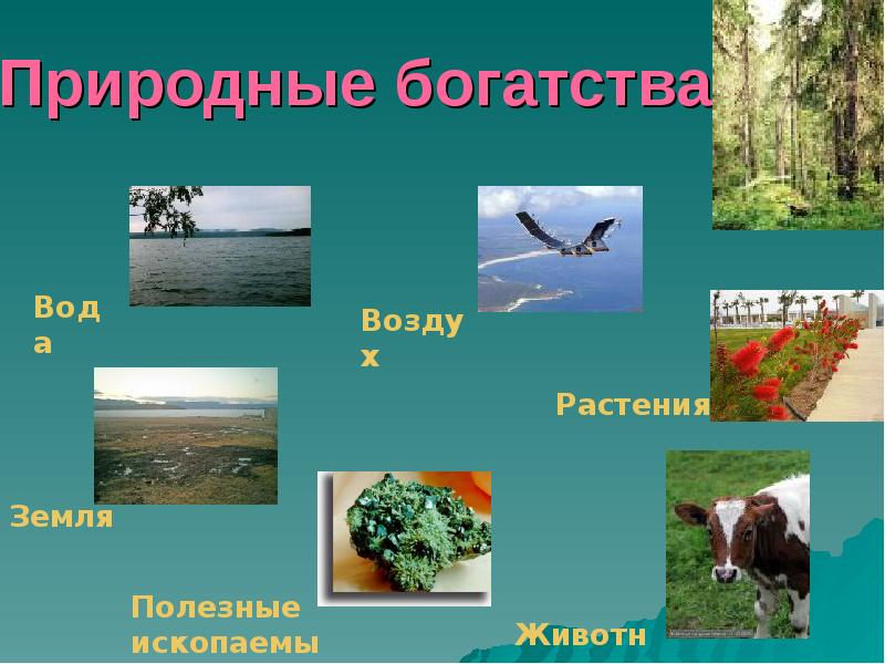 Природные богатства это окружающий мир. Природные богатства. Богатства природы. Природные богатства России. Природные богатства для презентации.