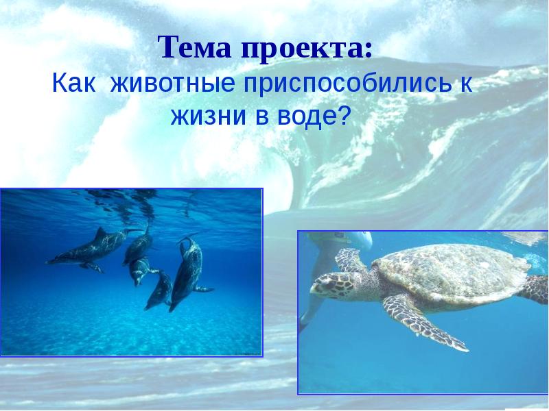 Как животные приспособились к воде. Как животные приспособились к жизни в воде. Животные приспособленные к воде. Животные и вода презентация. Как водное животное приспособилось к жизни в воде.