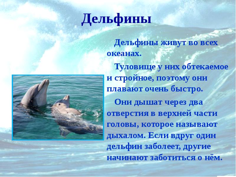 Дельфин я буду жить текст. Сообщение о дельфине в океане. Где обитают дельфины. Рассказ о дельфине. Дельфины где обитают чем питаются.