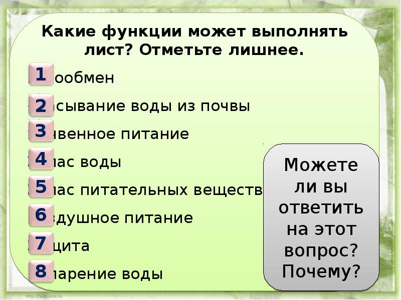 Какие функции выполняет листья укажите одну функцию. Лист выполняет функции. какие функции может выполнять лист. какую функцию выполнения лист. какую функцию не выполняет лист.