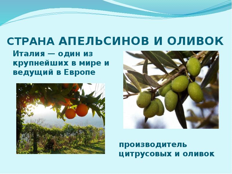 Апельсины страны производители. Страны производители оливок. Презентация маслины. Страна апельсинов. Презентация маслины стекло.