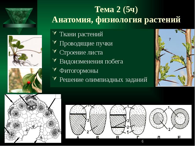 Физиология растений