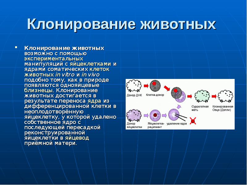 Клонирование организмов за и против проект