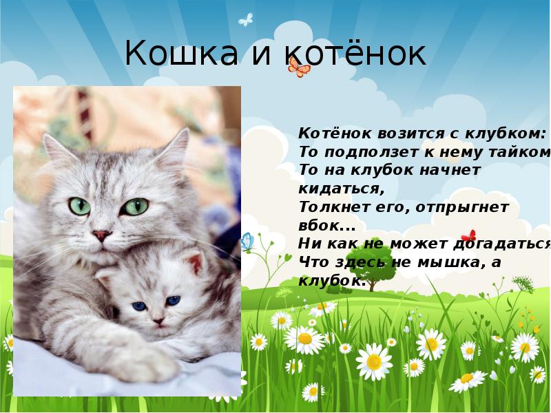 Проект мой любимый котенок