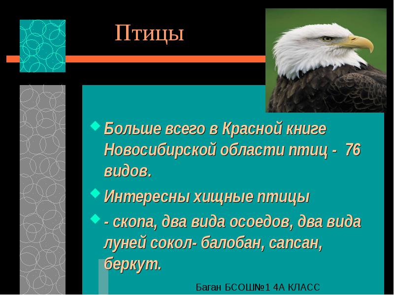 Растения красной книги новосибирской области презентация