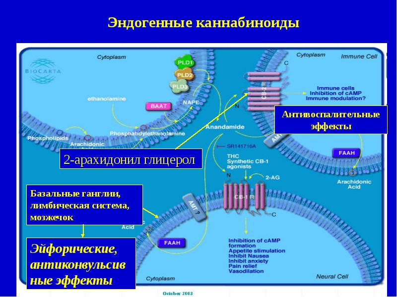 Эндотелий и регуляция сосудистого тонуса презентация