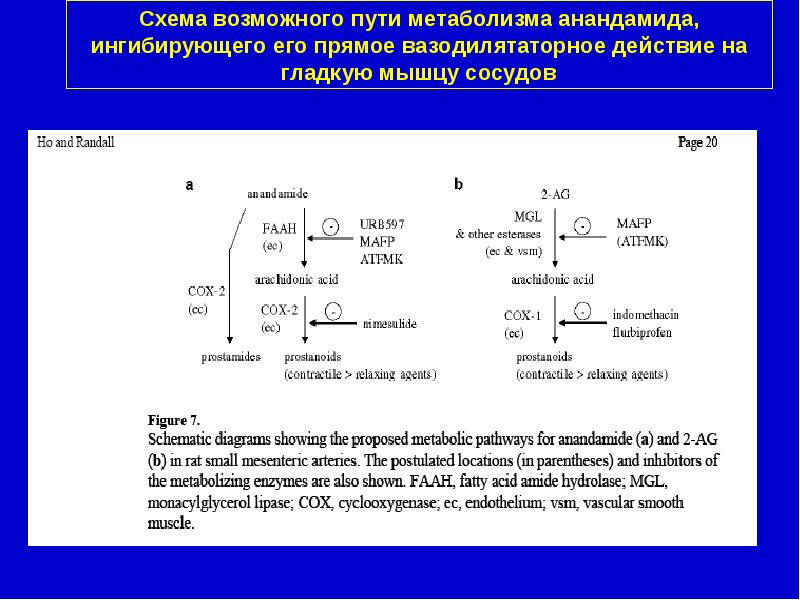 Схема возможного результата. Полиоловый путь метаболизма Глюкозы. Биосинтез анандамида.