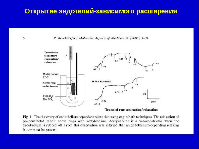 Эндотелий и регуляция сосудистого тонуса презентация