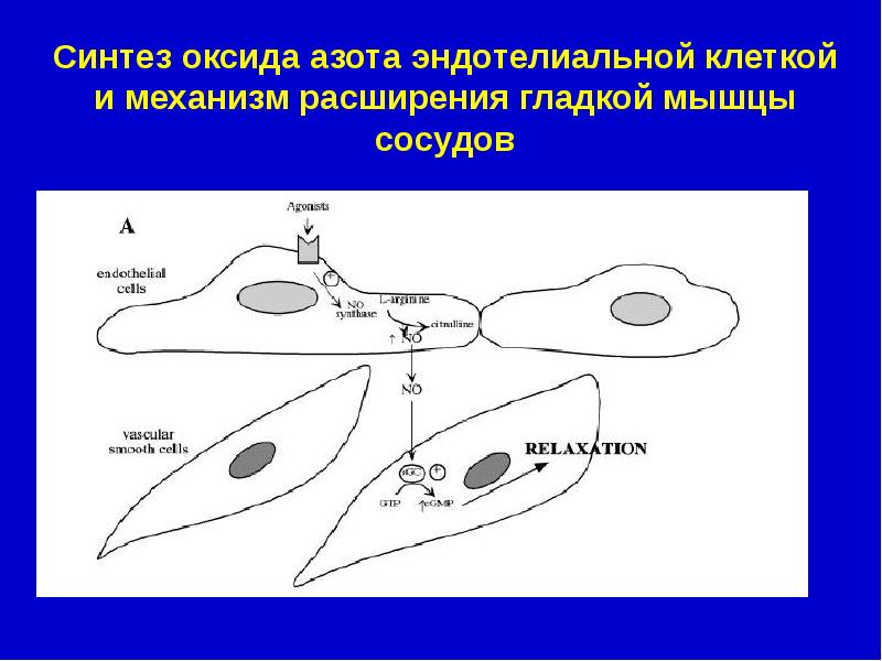 Эндотелий и регуляция сосудистого тонуса презентация