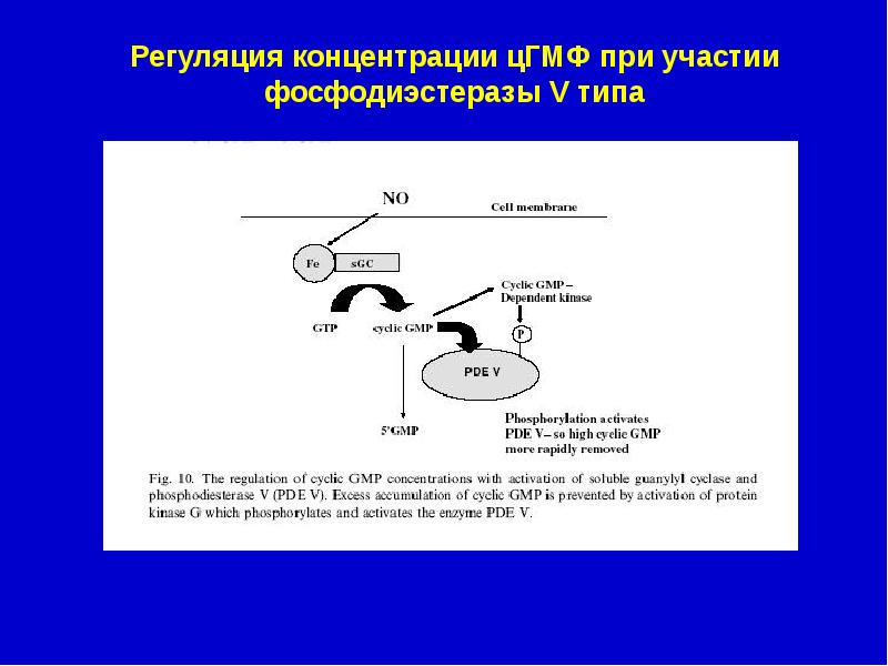 Регуляция сосудов. Участие эндотелия в регуляции тонуса сосудов. Регуляция фосфодиэстеразы. Роль эндотелия сосудов в регуляции сосудистого тонуса. Участие оксида азота в регуляции сосудистого тонуса.