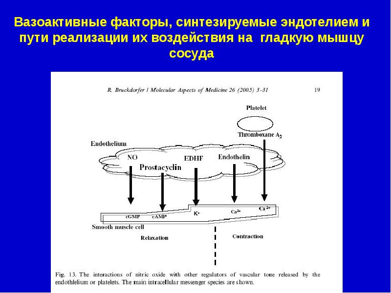 Эндотелий и регуляция сосудистого тонуса презентация