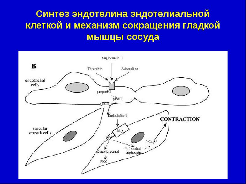 Эндотелий и регуляция сосудистого тонуса презентация