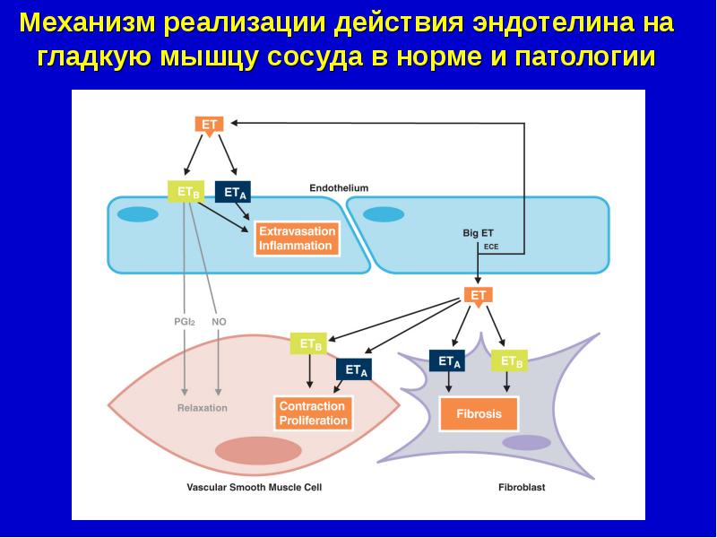 Эндотелий и регуляция сосудистого тонуса презентация