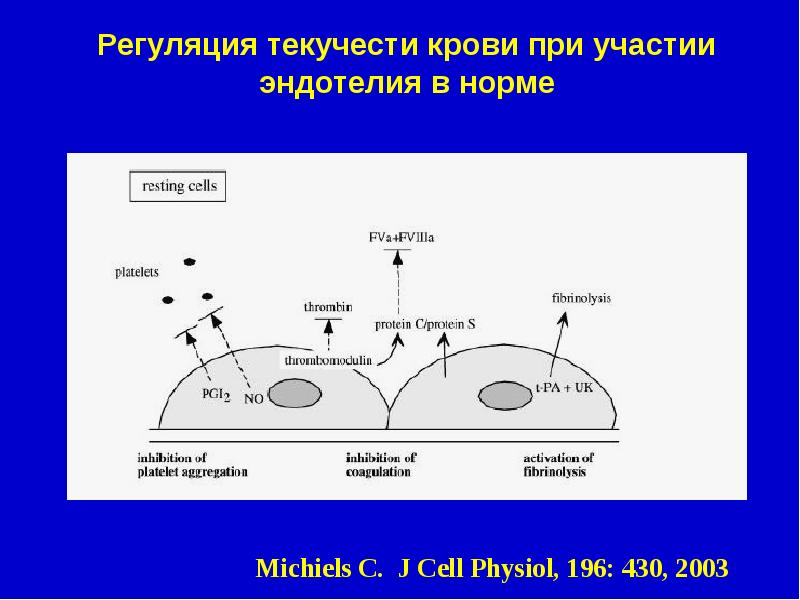 Эндотелий и регуляция сосудистого тонуса презентация