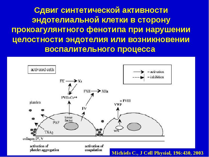 Активность клетки