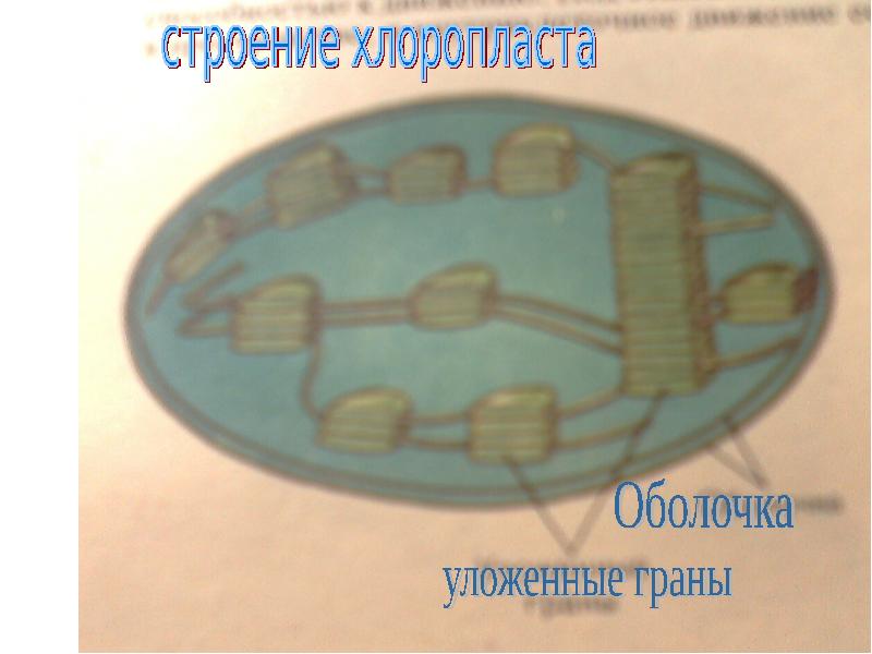 Покажите стрелками и подпишите на рисунке ядро хлоропласт клеточную стенку