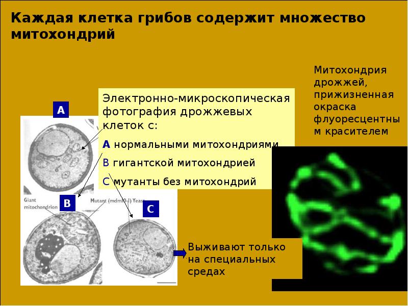 Митохондрии содержат днк. Митохондрии в дрожжевой клетке. Митохондрии в дрожжах. Грибная клетка ДНК. Структура ДНК грибов.