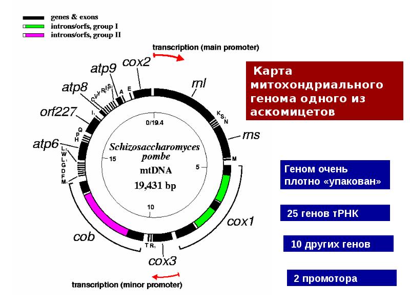 Класс sodiomyces. Митохондриальная днк растений. Геном гриба. Основные белки кодируемые структурными генами митохондрий. Митохондриальная днк структура.