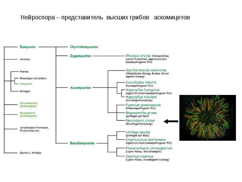 Геном гриба. Геном гриба. Структура митохондриального генома. Клетка гриба. Митохондриальная днк структура.