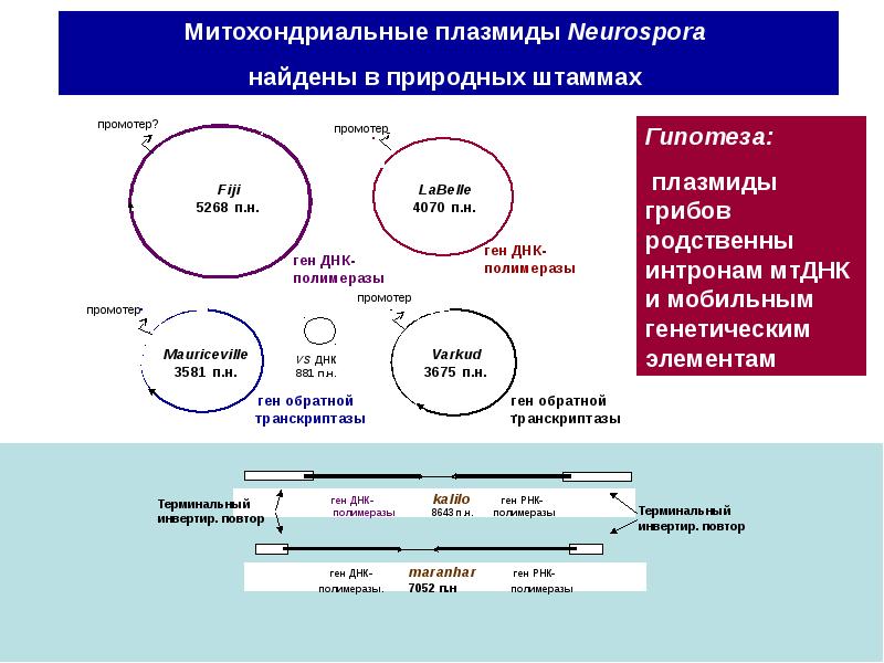 Геном гриба. Геном гриба. Митохондриальный геном дрожжей. Митохондриальный геном дрожжей. Структура митохондриального генома.