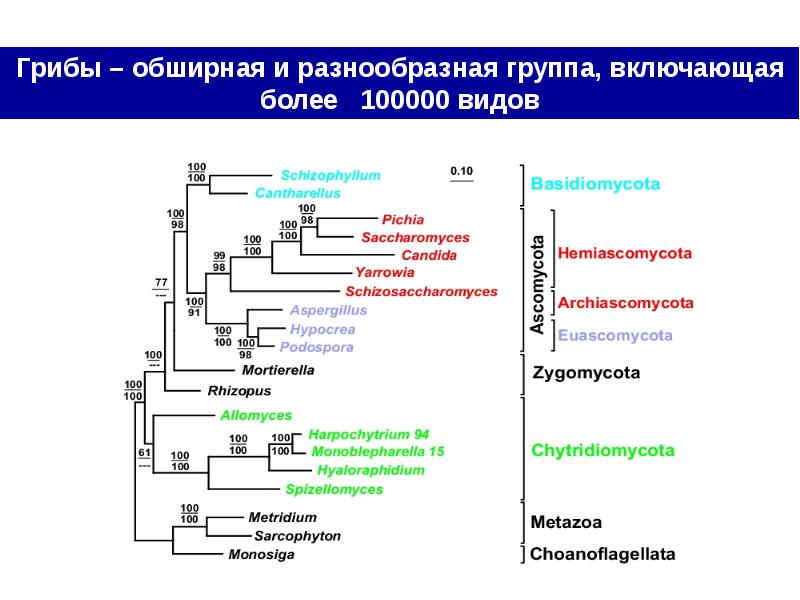 Митохондриальная днк карта. Митохондриальная днк структура. Геном гриба. Интроны в митохондриальной днк. Геном гриба.