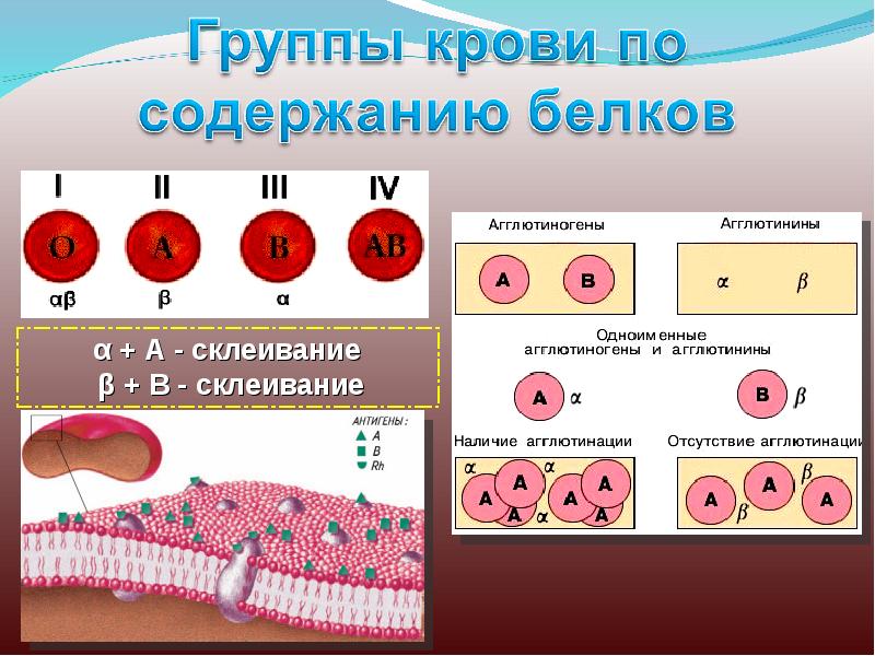 Резус фактор при переливании крови. Группы крови человека и резус фактор.