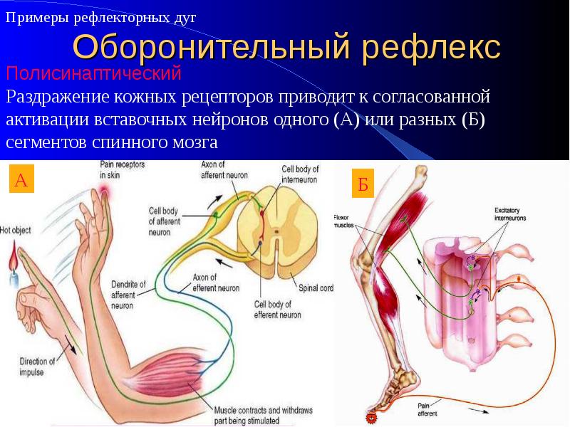 Рефлекс отдергивания руки от горячего. Сгибательные рефлексы спинного мозга. Примеры рефлекторной функции спинного мозга. Коленный рефлекс двухнейронная рефлекторная дуга. Кожно-мышечные рефлексы.