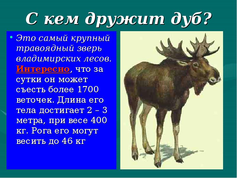 Цепь питания дуб мышь лиса. Цепь питания лесных обитателей. Дуб дерево описание. Цепочка питания животных в тайге. Кто с кем дружит животные.