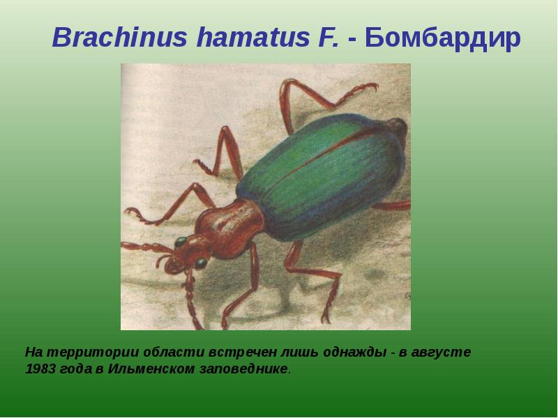 Красная книга ставропольского края насекомые фото и описание