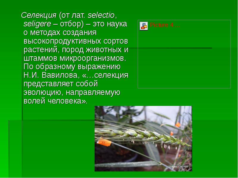 Селекционер скрестил раннеспелые растения чистой линии овса. Достижения селекции растений. Задачи селекции растений. Основ.задача селекции-. Селекция растений и животных.