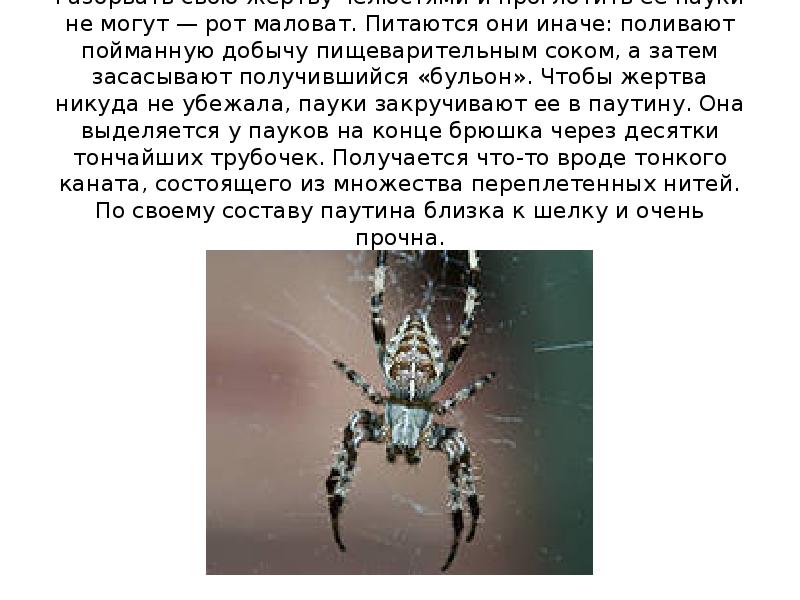 Какое животное может поглощать только жидкую пищу. Питание паукообразных. Какое животное может поглощать только жидкую пищу. Приспособления для питания животных. Хищные пауки.