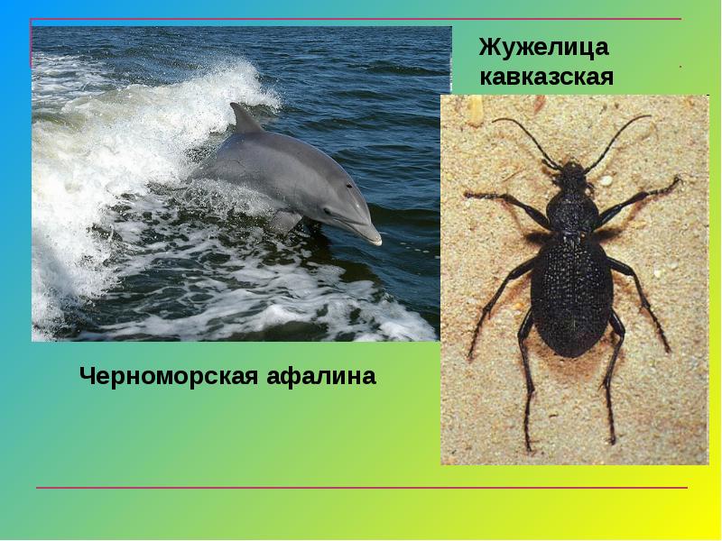 Добывающие пищу в море. Обитатели моря Черноморского побережья. Обитатели Черноморского побережья на суше. Животные живущие у черного моря. Животные чёрного моря и его побережья.