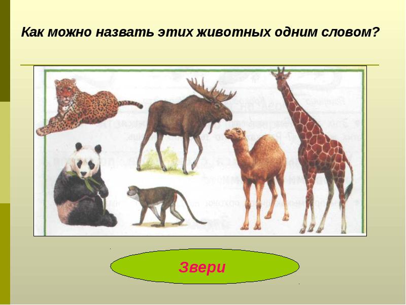 Как можно назвать. Как можно назвать животных одним словом?. Как можно назвать одним словом. Животные и растения одним словом. Как можно назвать человека животным.