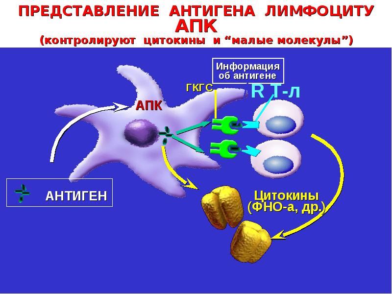 Презентация антигена т лимфоцитам