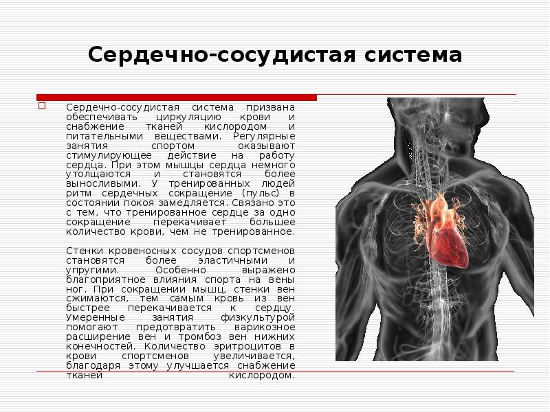 Влияние физических нагрузок на сердечно сосудистую систему проект