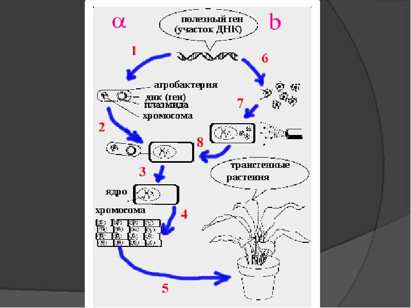 Приобретенные гены. Схема пересадки участков ДНК микроорганизмов. Геном растения ядро растений. Месторождения Гена на участке ДНК. Фомосома.