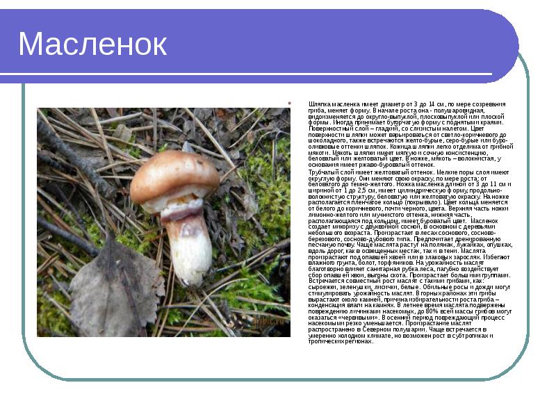 Грибы маслята. Гриб масленок съедобный описание. Грибы-двойники маслёнок ложный. Сообщение о грибе масленок. Масленок состав.