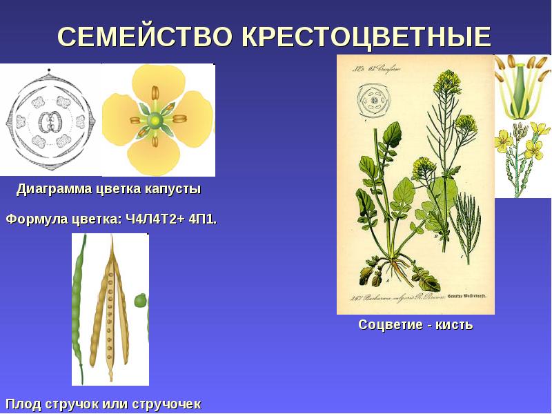 Крестоцветные формула цветка. Диаграмма цветка крестоцветные капустные. Формула растений семейства крестоцветных. Гинецей крестоцветных. Однодольные семейства крестоцветные.