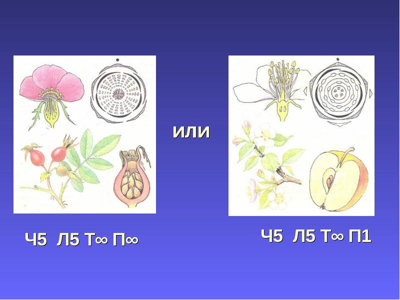 Ч 5 л 5. Формула цветка ч5л5т10п1. Ч5л5т∞п1. Диаграмма цветка капусты. Диаграмма цветка ч4л4т2+4п1.