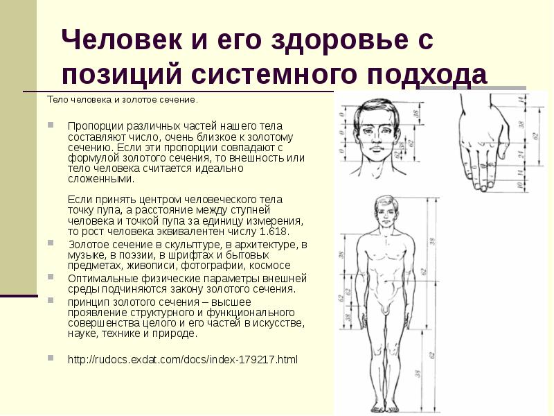 Тело составляющее. Золотое сечение тело человека. Пропорции тела человека золотое сечение. Человек и его здоровье с позиции системного подхода. Пропорции тела человека презентация.