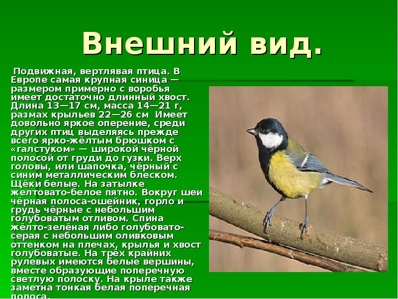 Проект или презентация красная книга синичка Проект или презентация красная книга синичка
