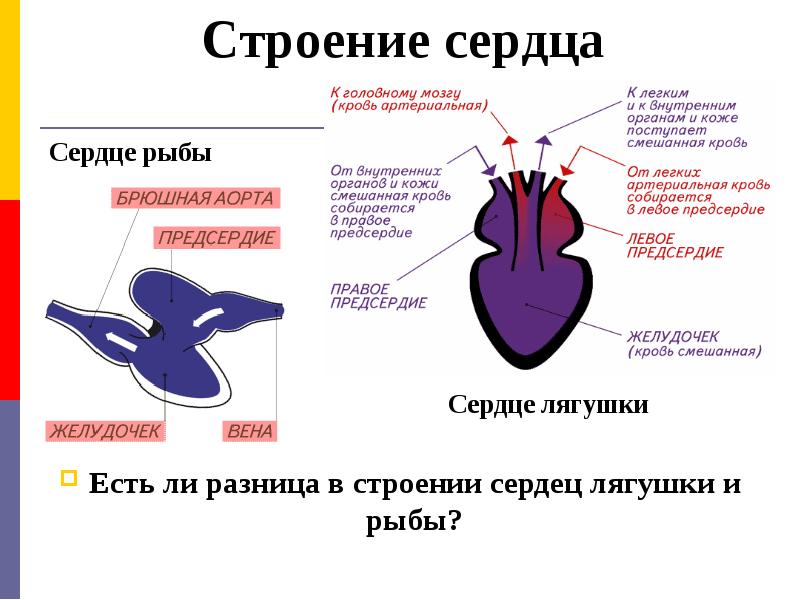 Сколько сердец. Схема строения сердца земноводных. Схема строения сердца лягушки. Земноводные строение сердца. Нарисуйте схему строения сердца лягушки.