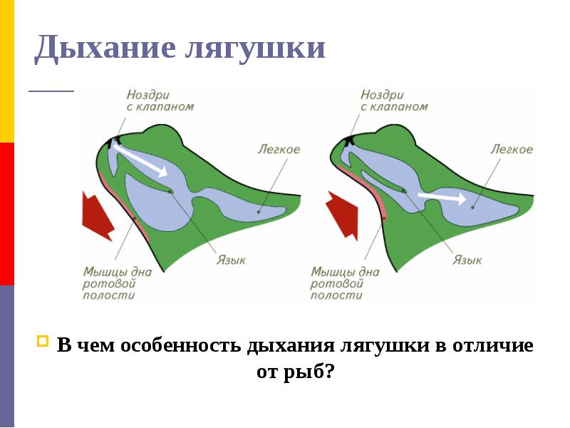 Дыхание лягушки. Ноздри лягушки строение. Ноздри земноводных.