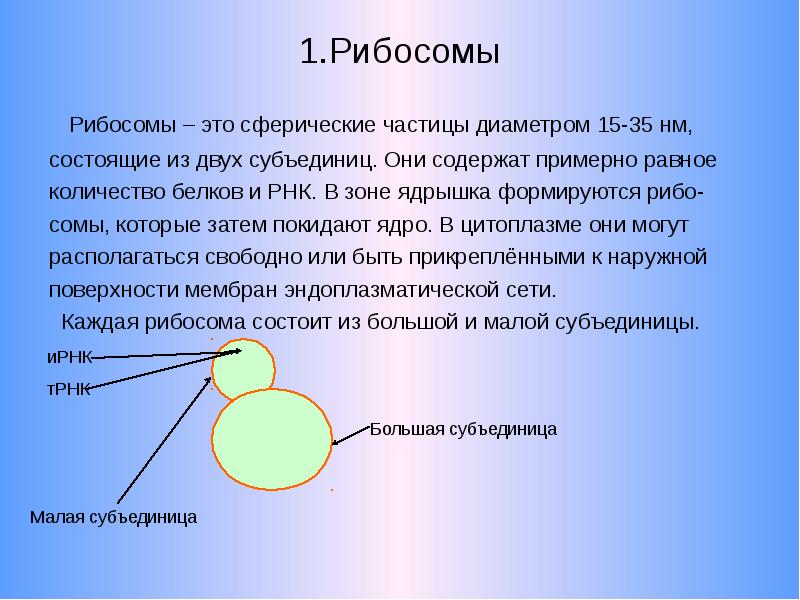 Типы рибосом эукариот