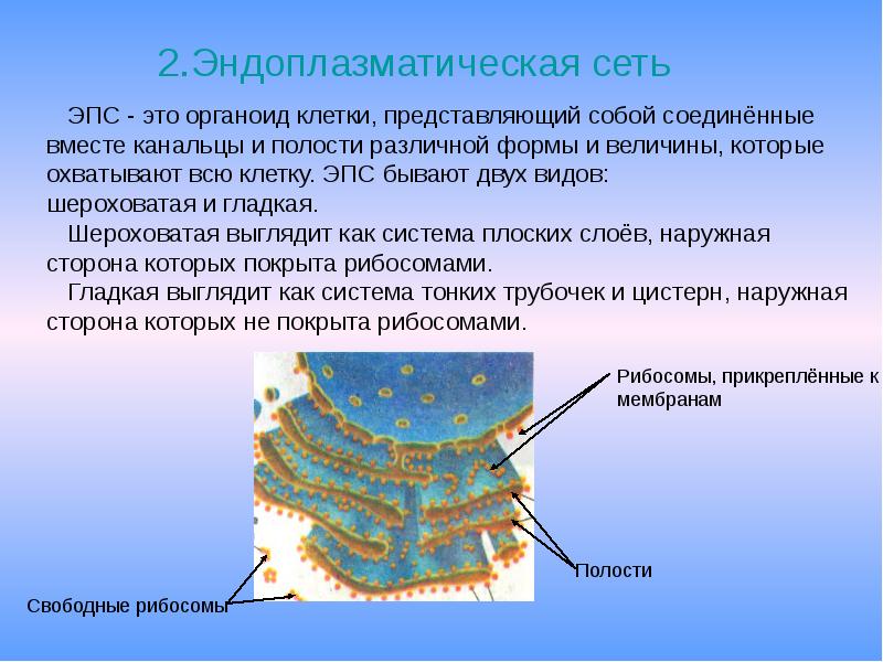 2 эндоплазматическая сеть. Эндоплазматическая сеть растительной клетки. Эндоплазматическая сеть растительной клетки строение и функции. Эндоплазматическая сеть 2 вида. Функции ЭПС В растительной клетке.