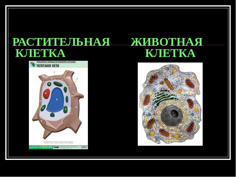 Клетки растений и животных. Растительная и животная клетка. Клетка растений и животных. Строение клетки растения. Растительная и животная кл.